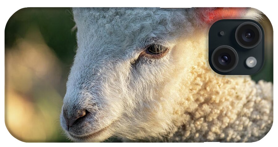 Lamb iPhone Case featuring the photograph Longwool Lamb in Springtime by Rachel Morrison