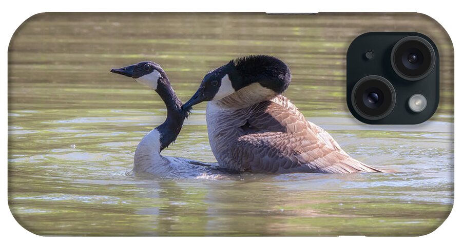Canada Geese iPhone Case featuring the photograph Love Bites - Canada Geese Mating Behavior by Susan Rissi Tregoning