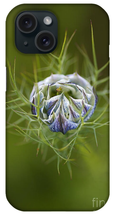 Nigella iPhone Case featuring the photograph Love In The Mist Round Bud by Joy Watson