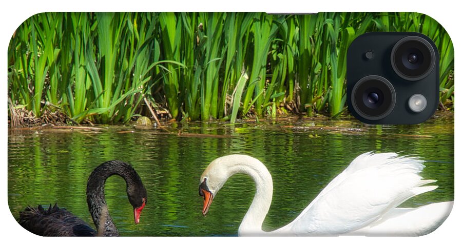 Swans iPhone Case featuring the photograph Love is Kind by Steph Gabler