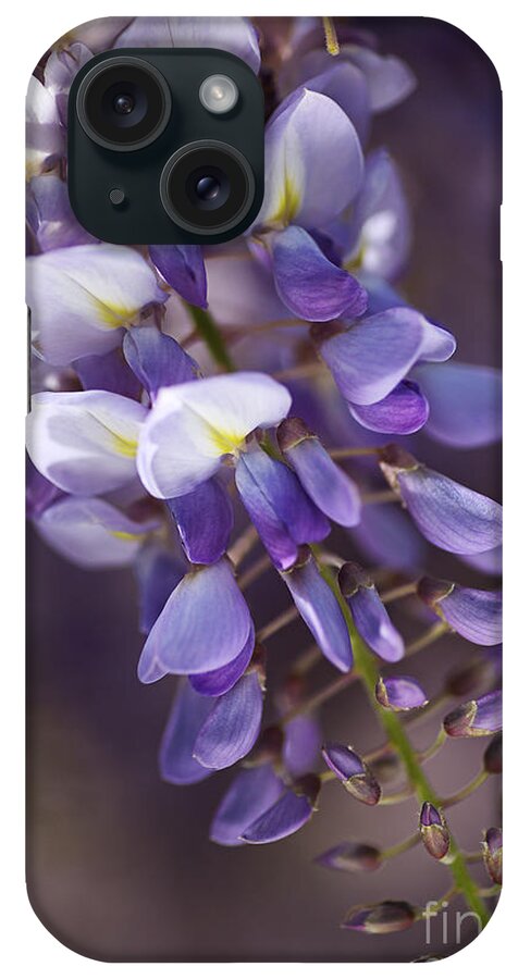 Acanthaceae iPhone Case featuring the photograph Love Purple Wisteria by Joy Watson