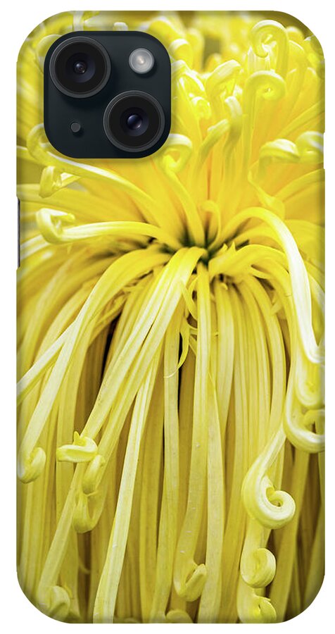 Chrysantemum iPhone Case featuring the photograph Lovely Curls by Elvira Peretsman