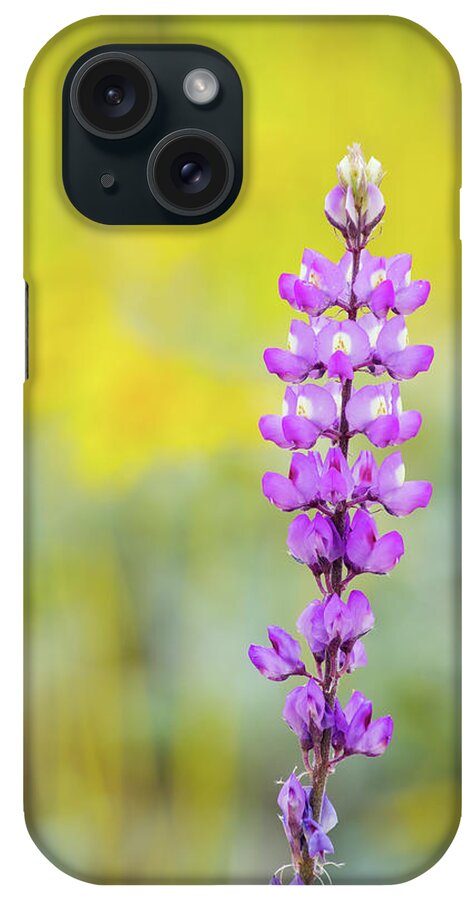 Lupine iPhone Case featuring the photograph Lupine Bloom Mojave Gold Poppy by Kyle Hanson