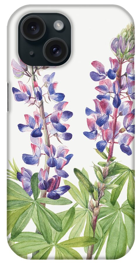 Lupine iPhone Case featuring the painting Lupine, by Mary Vaux Walcott by World Art Collective