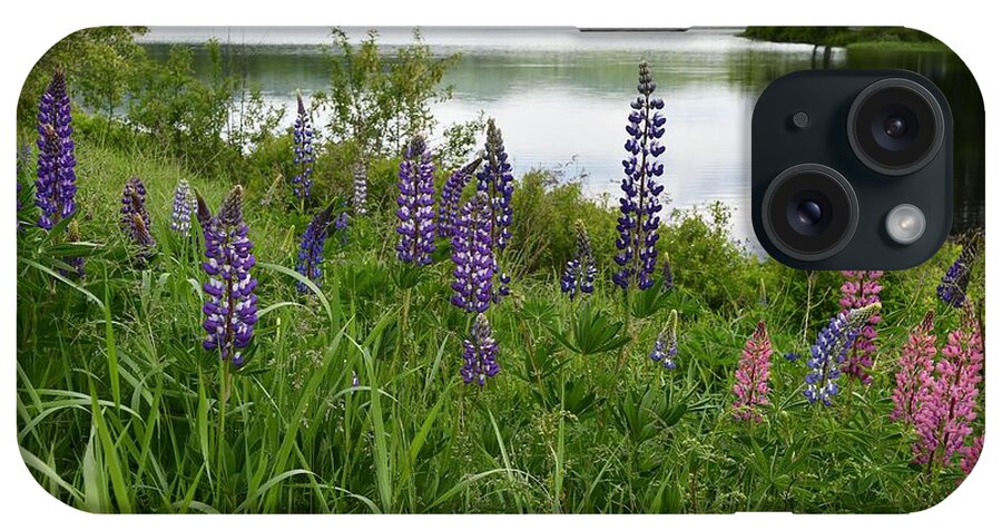 Sugar Hill iPhone Case featuring the photograph Lupines at the Lake by Steve Brown