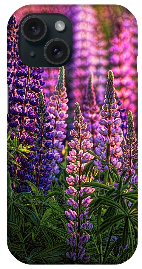 Lupines iPhone Case featuring the photograph Lupines Sidelit By First Sunlight by Marty Saccone