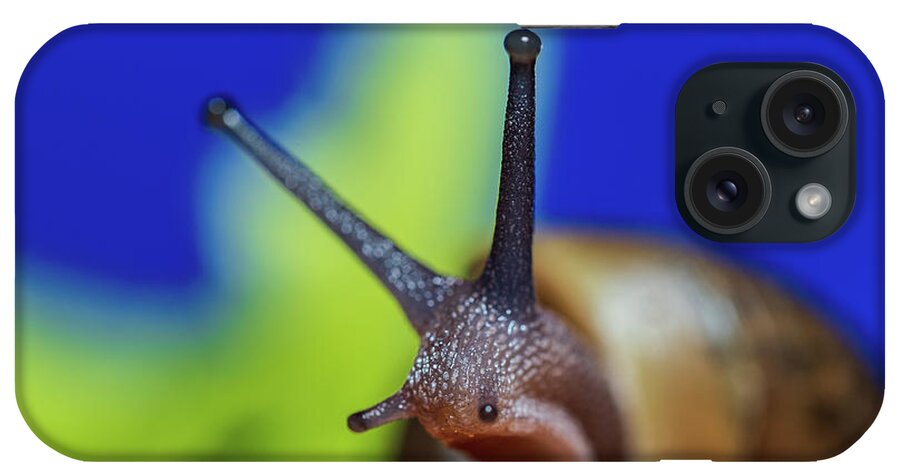 Animals iPhone Case featuring the photograph Macro Photography - Snail by Amelia Pearn