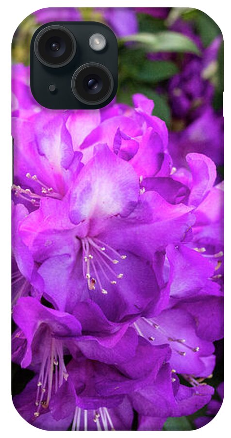 Magenta iPhone Case featuring the photograph Magenta Rhododendron Flowers by Lisa Blake