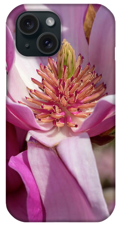 Flower iPhone Case featuring the photograph Magnolia Ann by Dawn Cavalieri