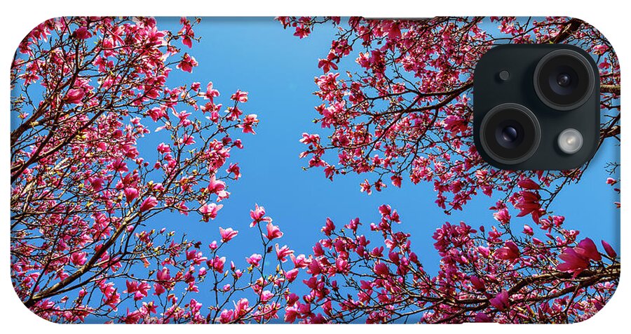 Magnolia iPhone Case featuring the photograph Magnolia by David Beechum