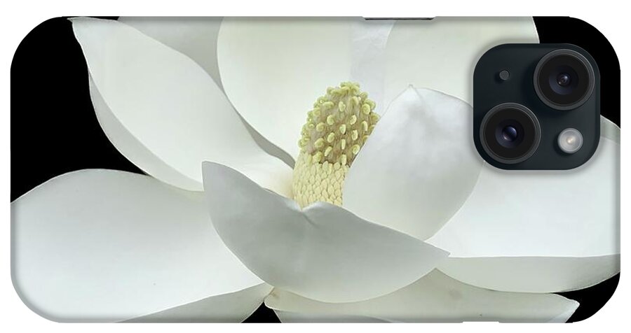 Magnolia iPhone Case featuring the photograph Magnolia Flower on Black by Catherine Wilson