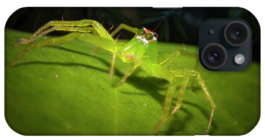 Magnolia Green Jumping Spider iPhone Case featuring the photograph Magnolia Green Jumping Spider by Mark Andrew Thomas