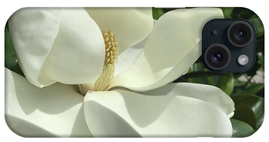 Magnolia iPhone Case featuring the photograph Magnolia by Harold E McCray