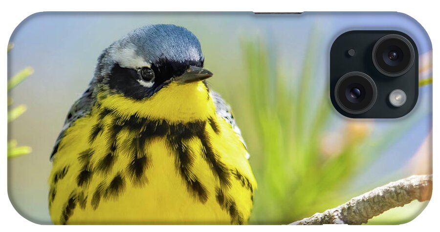 Magnolia Warbler iPhone Case featuring the photograph Magnolia Warbler on pine by Todd Bielby