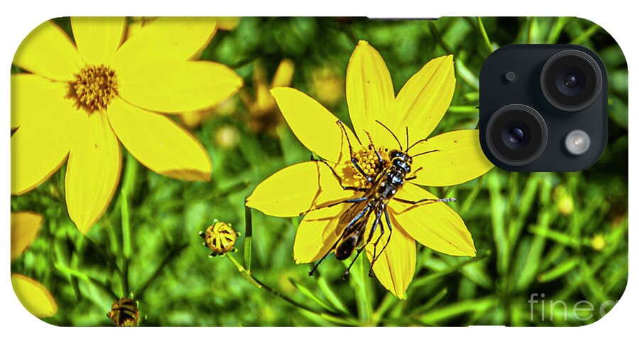 Maine Bee Gathering Nectar iPhone Case featuring the photograph Maine Bee Gathering Nectar by Daniel Hebard