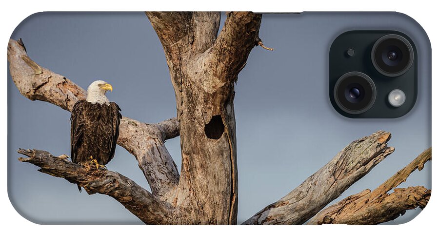 America iPhone Case featuring the photograph Majestic Bald Eagle by Maresa Pryor-Luzier