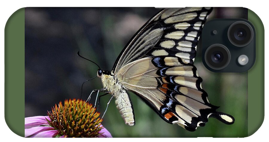Giant Swallowtail Butterfly iPhone Case featuring the photograph Making The Rounds by Ron Long