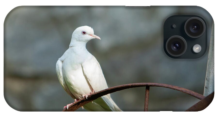 Doves iPhone Case featuring the photograph Malachi_9780 by Rocco Leone