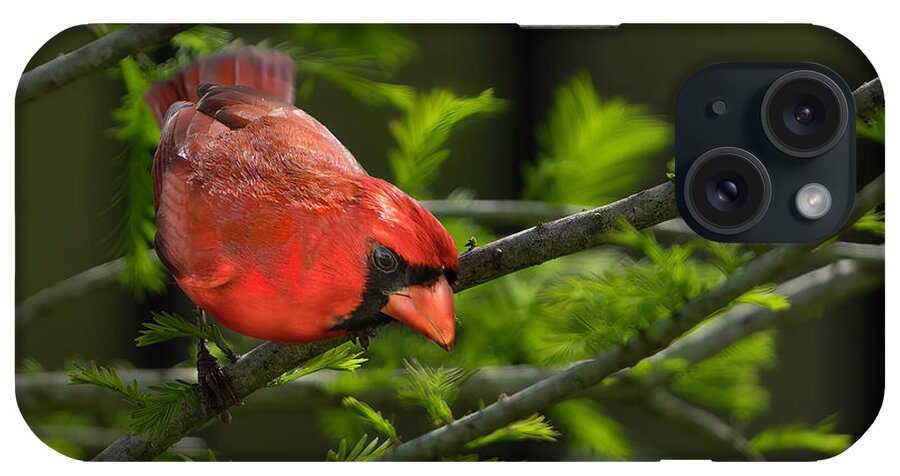 Birds iPhone Case featuring the photograph Male Cardinal by Larry Marshall