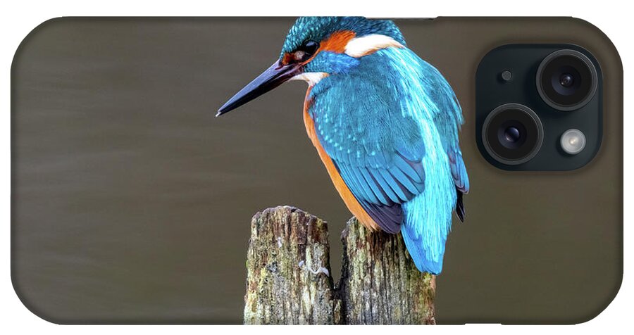 Kingfisher iPhone Case featuring the photograph Male Kingfisher Concentration by Mark Hunter