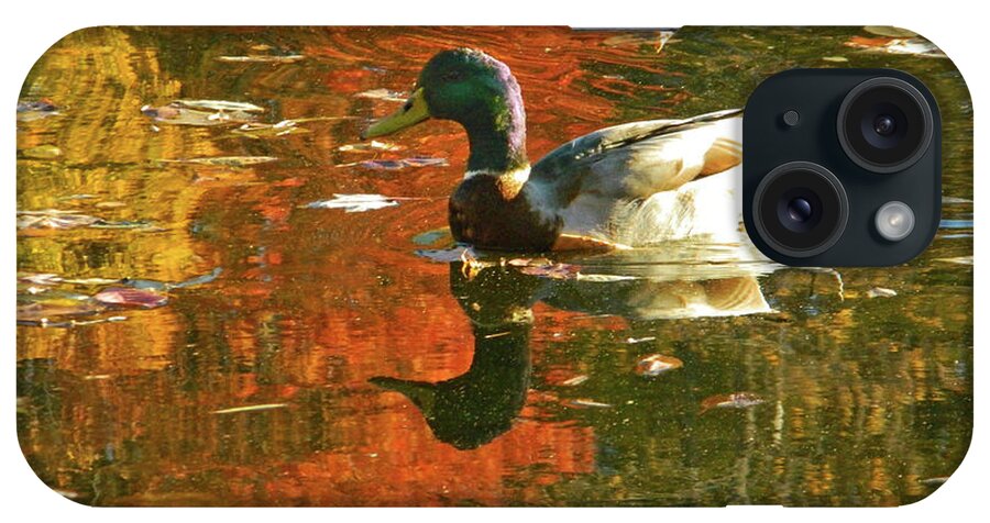 Autumn iPhone Case featuring the photograph Mallard Duck In the Fall by Emmy Marie Vickers