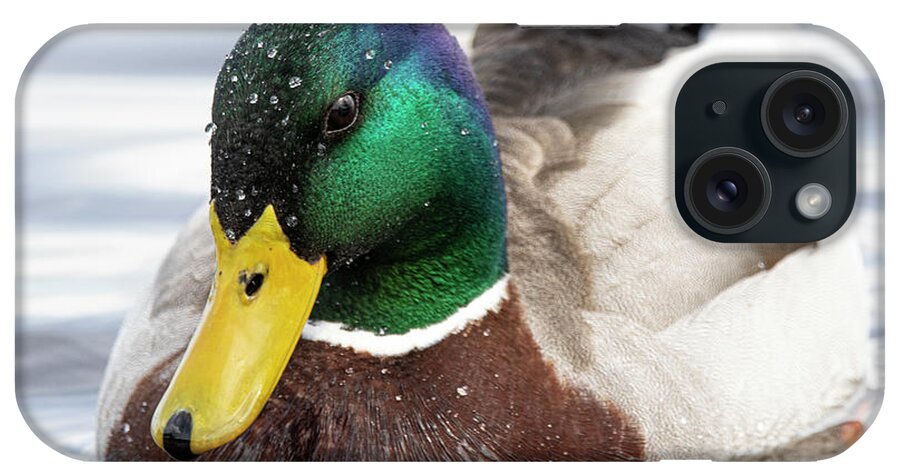 Duck iPhone Case featuring the photograph Mallard Duck on the Neuse River of Eastern North Carolina by Bob Decker