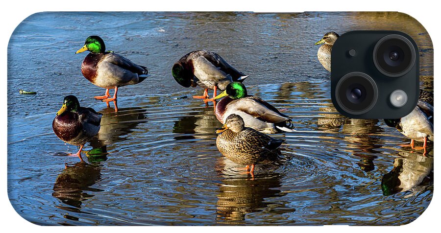 5- Places iPhone Case featuring the photograph Mallard ducks chilling out by Louis Dallara