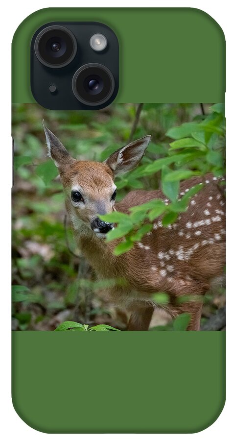 Fawn iPhone Case featuring the photograph Mama is Nearby by Linda Bonaccorsi