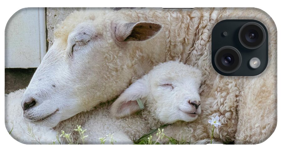 Lamb iPhone Case featuring the photograph Mama's Lamb by Rachel Morrison