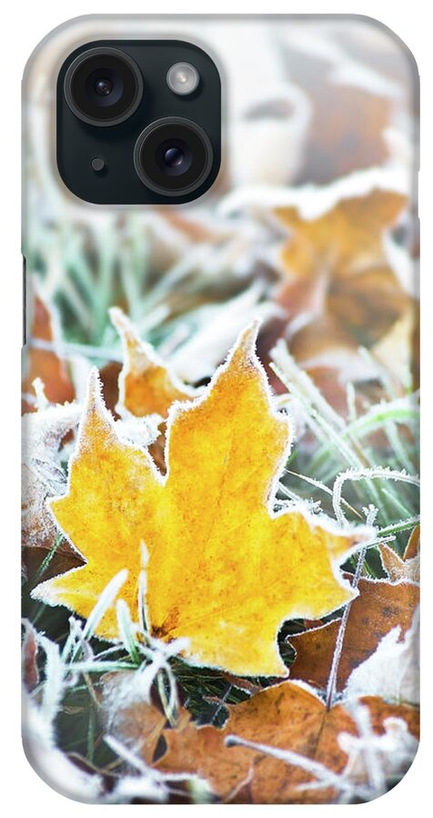 Maple Leaf iPhone Case featuring the photograph Maple Frost Leaf Art by Christina Rollo