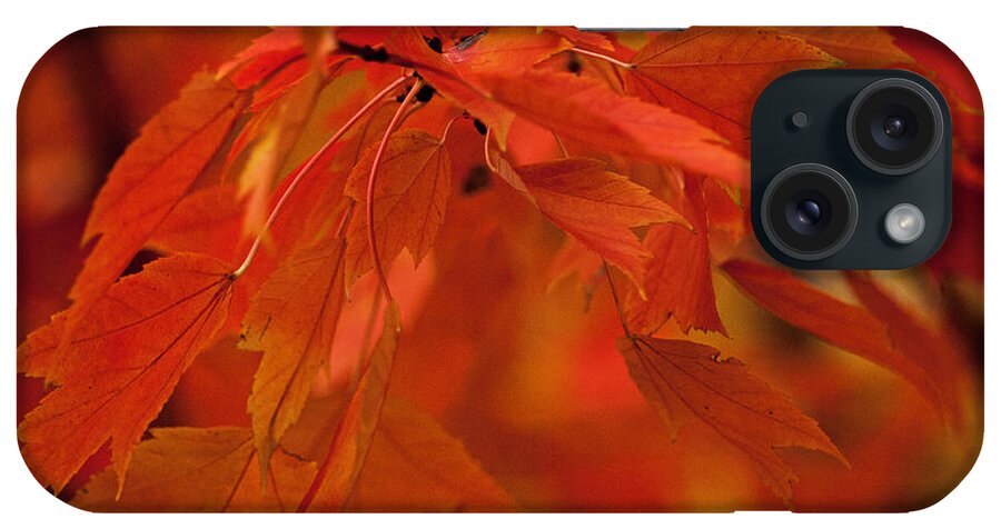 Autumn iPhone Case featuring the photograph Maple Leaves I by Norman Reid