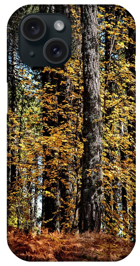Troodos Forest iPhone Case featuring the photograph Maple tree with bright yellow falling leaves in autumn. by Michalakis Ppalis
