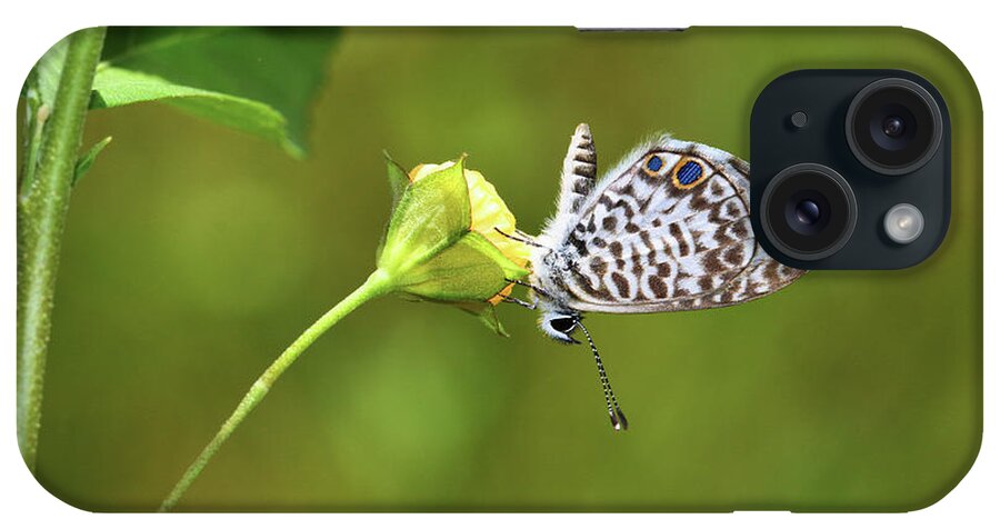 Butterfly iPhone Case featuring the photograph Marine Blue by Gary Yost