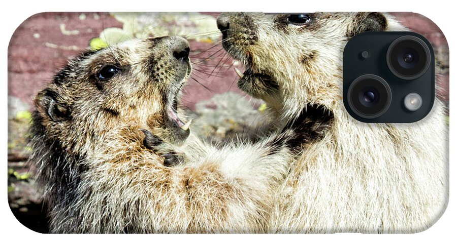 Glacier iPhone Case featuring the photograph Marmots by Timothy Hacker