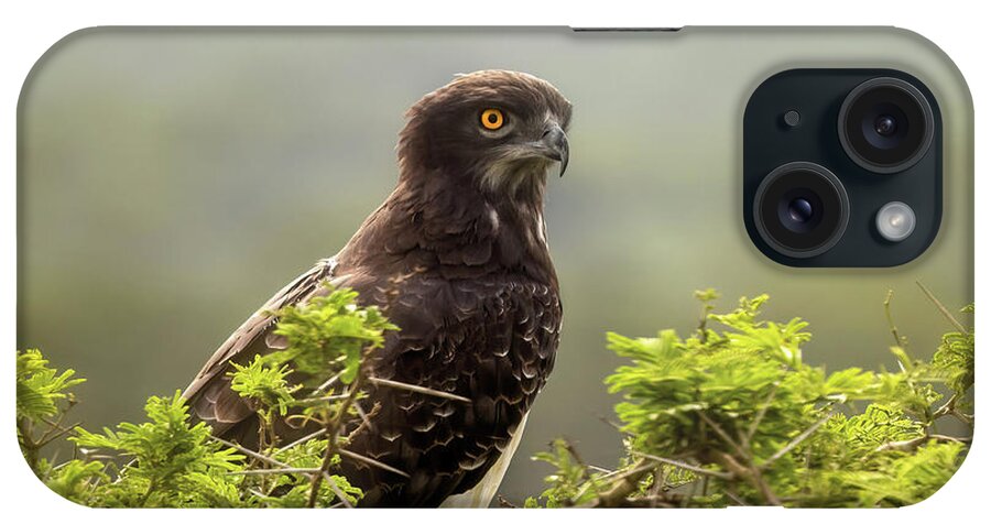 Martial iPhone Case featuring the photograph Martial eagle, polemaetus bellicosus, perched in the thorny bran by Jane Rix