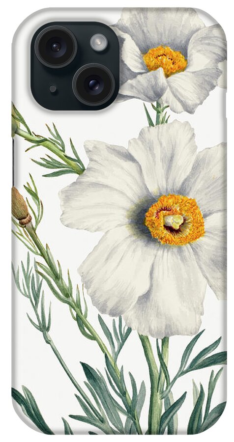 Poppy iPhone Case featuring the painting Matilija Poppy by Mary Vaux Walcott by World Art Collective