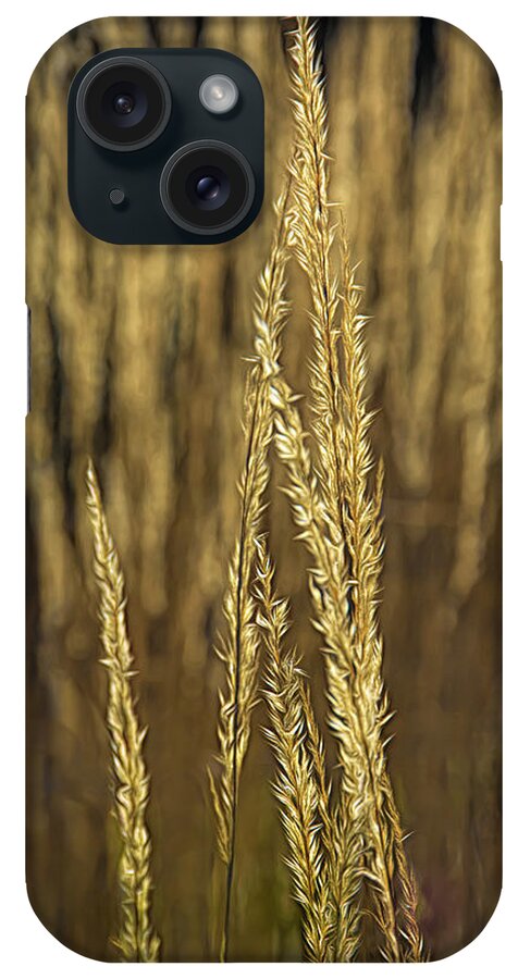 Grass iPhone Case featuring the photograph Meadow Grass And Sunlight by Mitch Spence