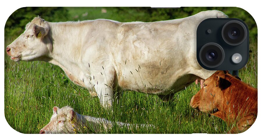 Cow iPhone Case featuring the photograph Meenoline Cows by Mark Callanan