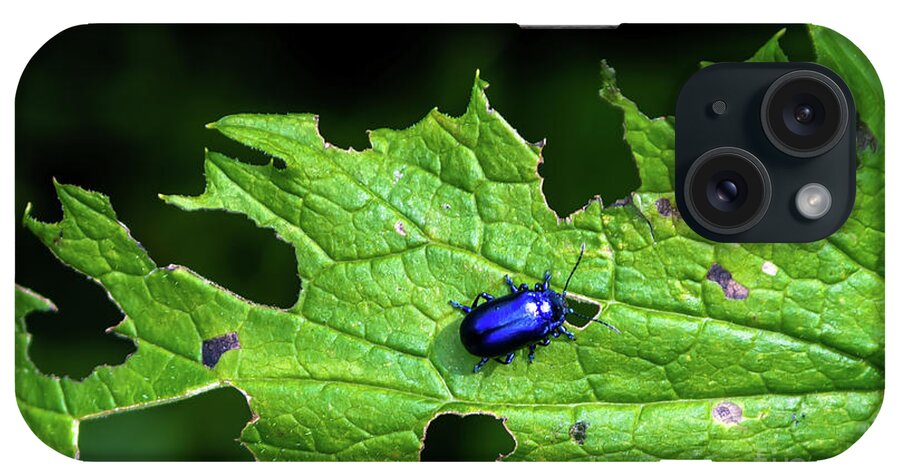 Agriculture iPhone Case featuring the photograph Metallic Blue Leaf Beetle On Green Leaf With Holes by Andreas Berthold