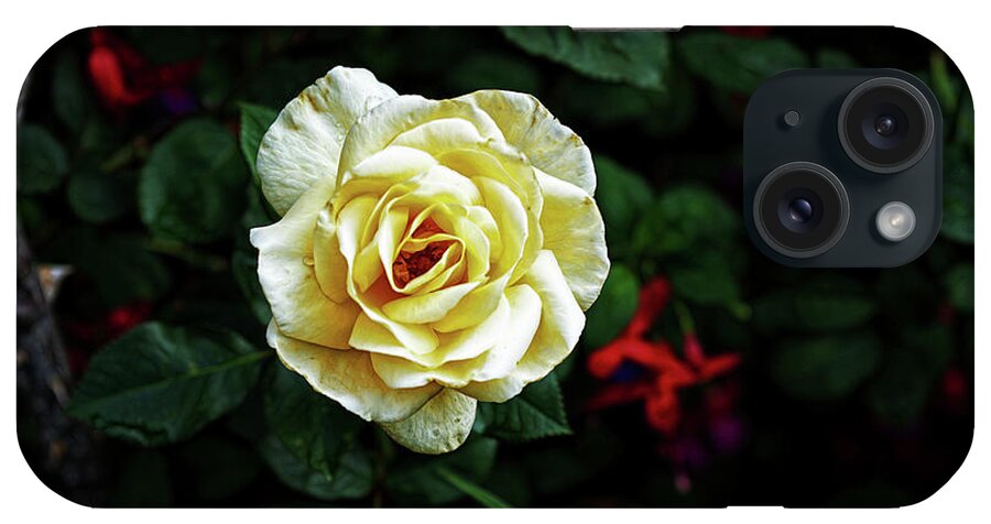 Garden iPhone Case featuring the photograph Midnight Rose by Cameron Wood