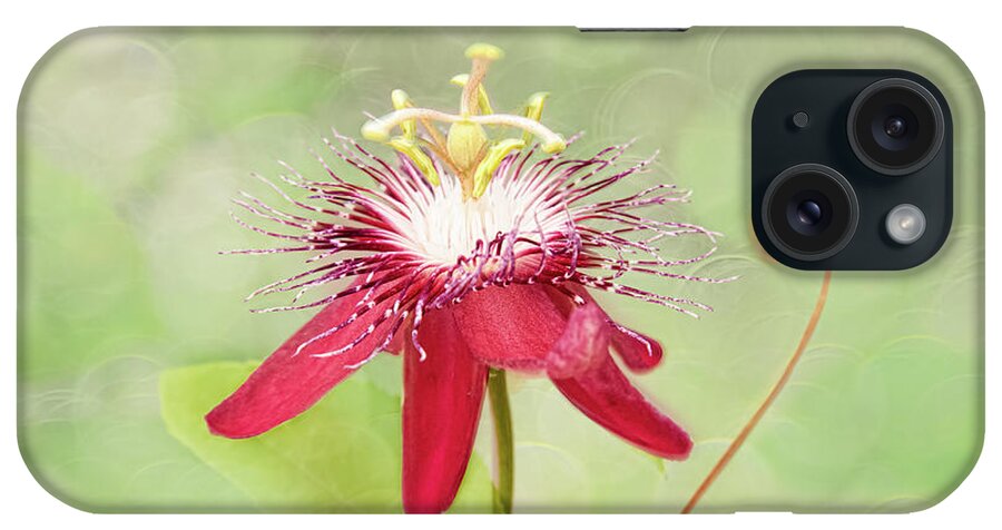 Passionflower iPhone Case featuring the photograph Midsummer's Delight by Marilyn Cornwell