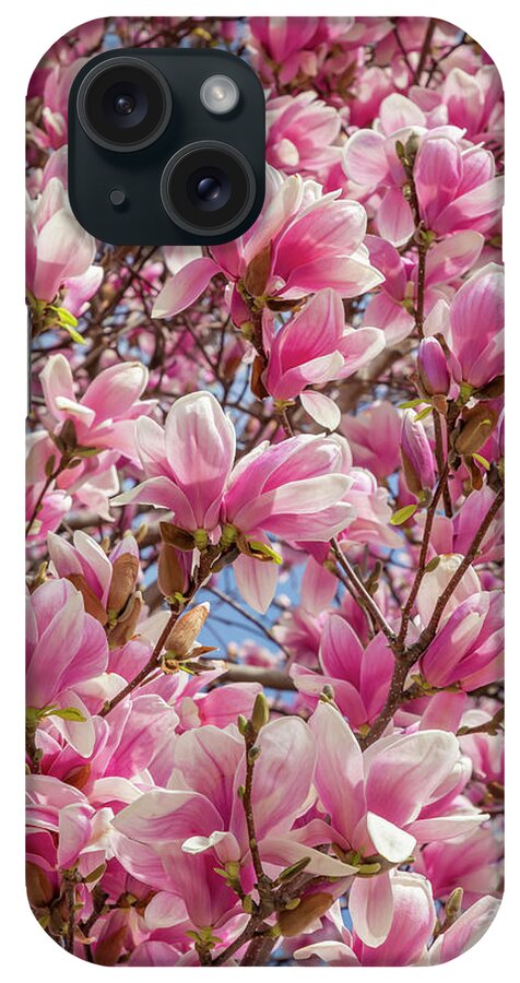 Magnolia iPhone Case featuring the photograph Mighty Magnolia by Cate Franklyn