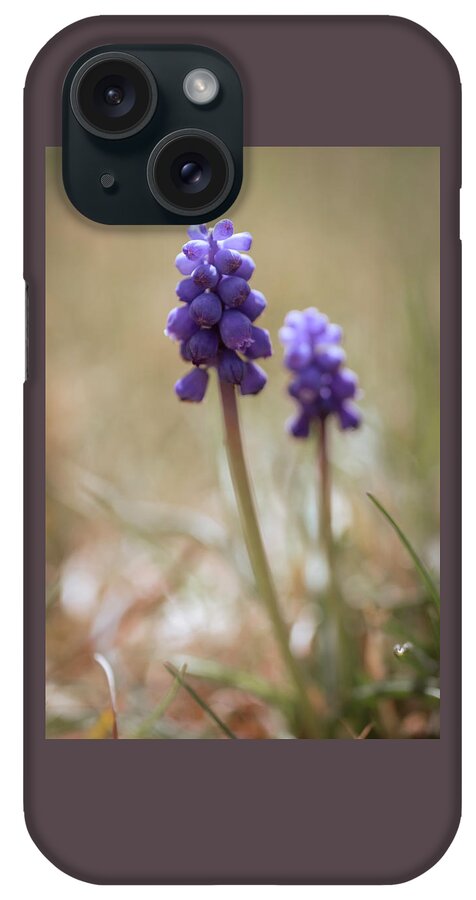 Hyacinth iPhone Case featuring the photograph Miniature Grape Hyacinth II by Mary Lee Dereske