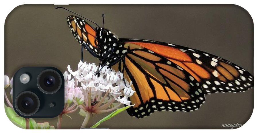 Monarch iPhone Case featuring the photograph Monarch on Native Milkweed by Nancy Denmark