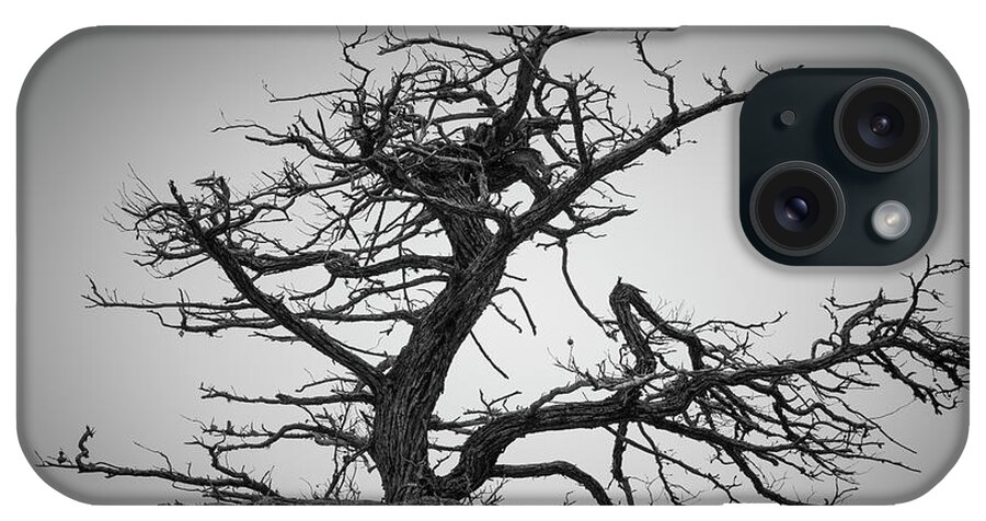 17 Mile Drive iPhone Case featuring the photograph Monterey Peninsula VII BW by David Gordon