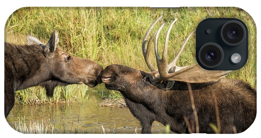 Bull Moose iPhone Case featuring the photograph Moose Love, No. 4 by Belinda Greb