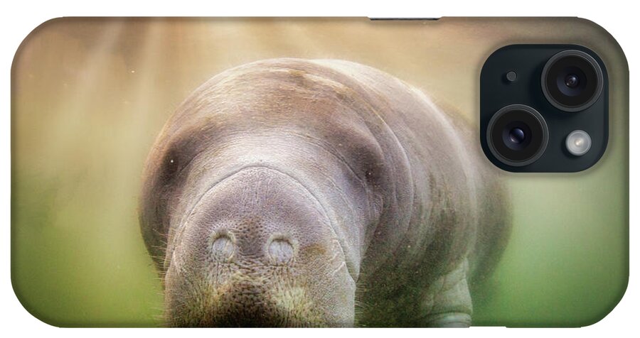 American Manatee iPhone Case featuring the photograph Rays Of Hope by John Hartung  ArtThatSmiles com