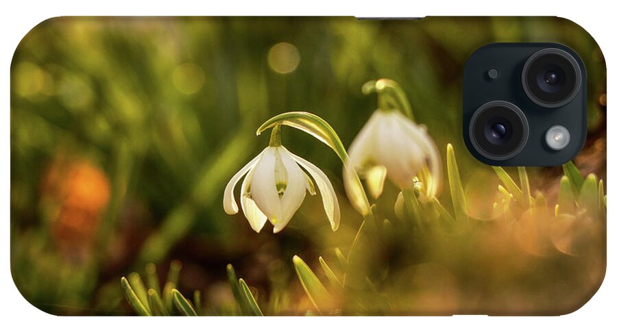Galanthus Nivalis iPhone Case featuring the photograph Morning light shining on easter flower on the garden. Galanthus nivalis grow up. Snowdrop shoot in morning. First spring flower. New start by Vaclav Sonnek