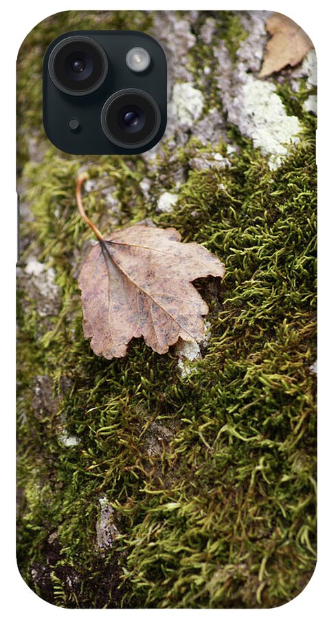  iPhone Case featuring the photograph Moss Leaf by Heather E Harman