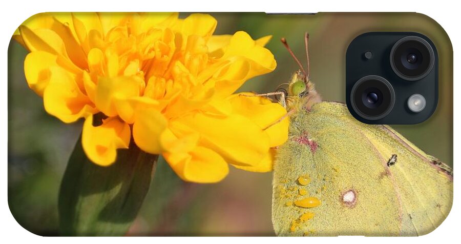 Marigold iPhone Case featuring the photograph Moth on Marigold by Carol Groenen
